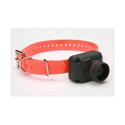Collier STB Beep - DOGTRA