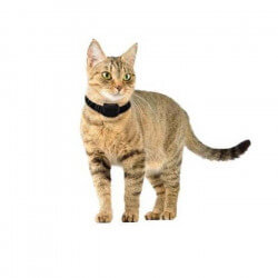 Cloture Anti Fugue Poucloture Anti Fuguecloture Anti Fugue Pour Chats Le Chasseur Cloture Anti Fugue Poucloture Anti Fuguecloture Anti Fugue Pour Chats Le Chasseur