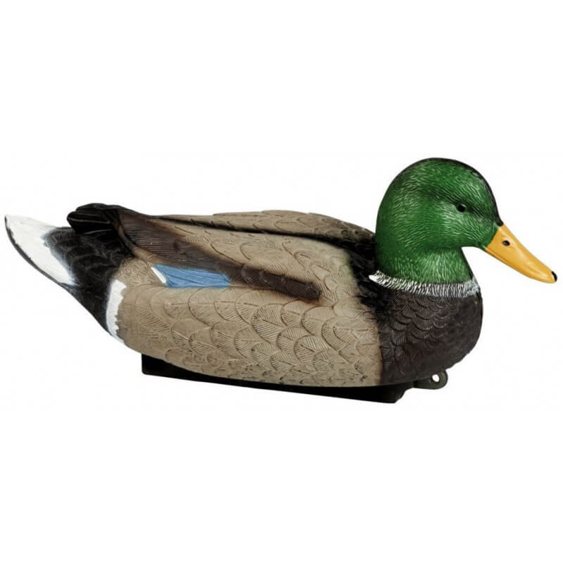 Canard Colvert mâle Magnum